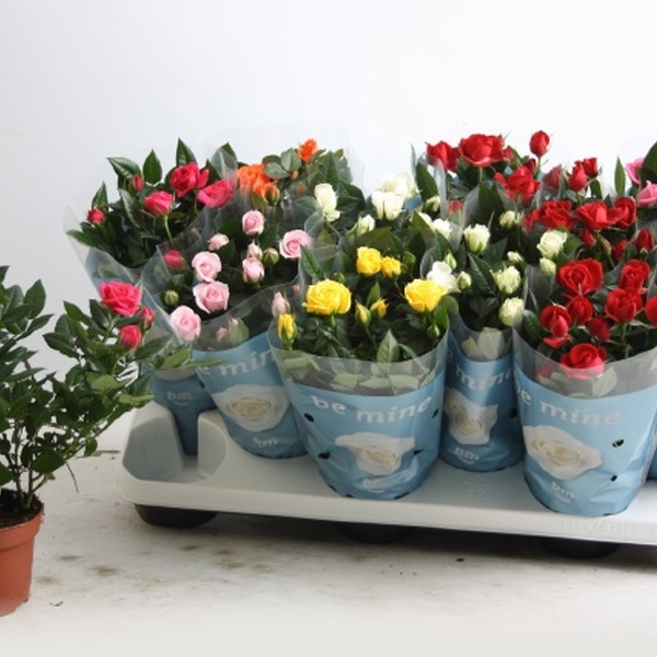 PLANTA ROSER X12 MIX