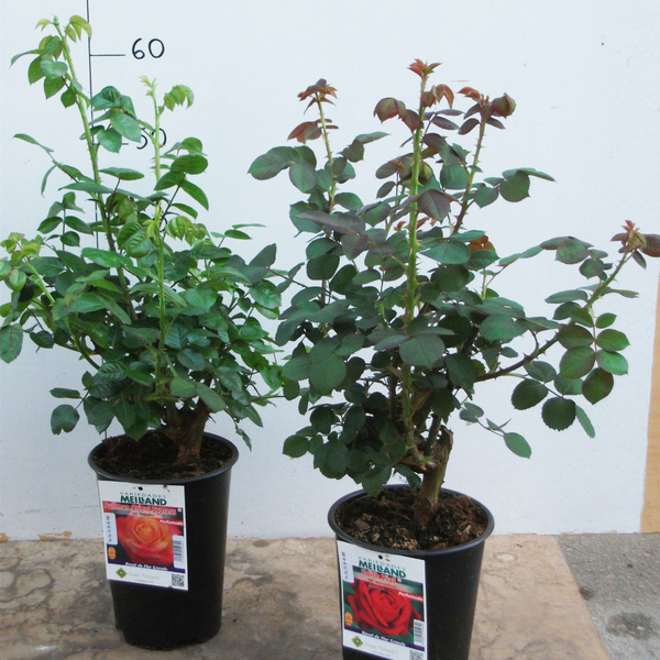 PLANTA ROSER MEILLAND 16CM