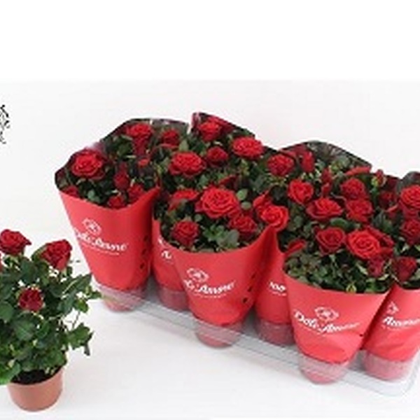 PLANTA ROSER VERMELL X10 12CM