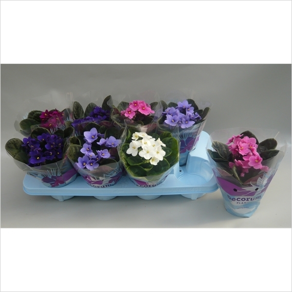 PLANTA SANTA PAULIA X 10