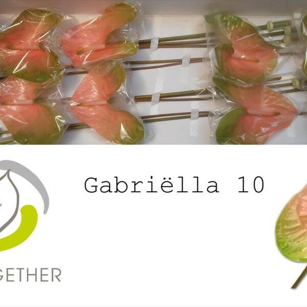 ANTHURIUM AVO-GABRIELLA X12