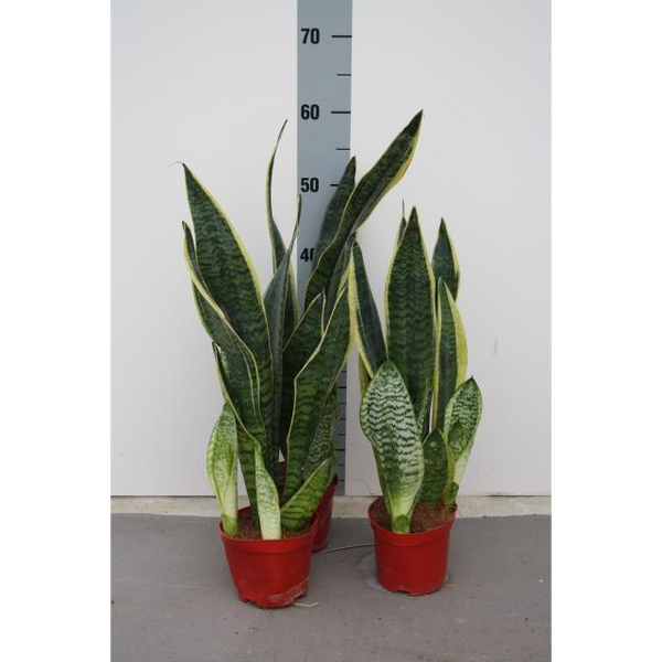 PLANTA SANSIVIERA T17CM