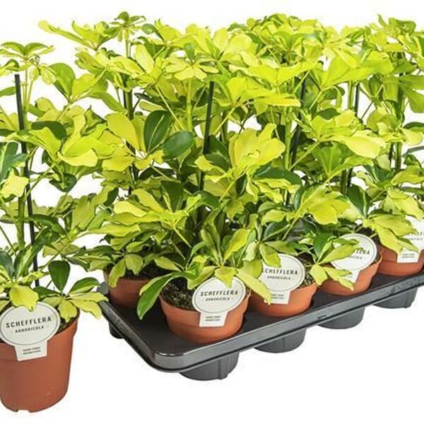 PLANTA SCHAFLERA MATITZADA Ø 13CM 45CM 