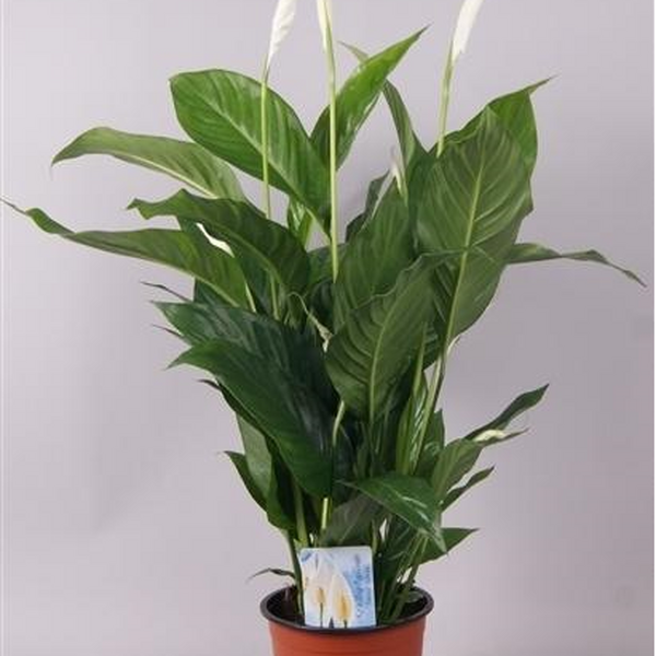 PLANTA SPATHYFILIUM Ø 13CM