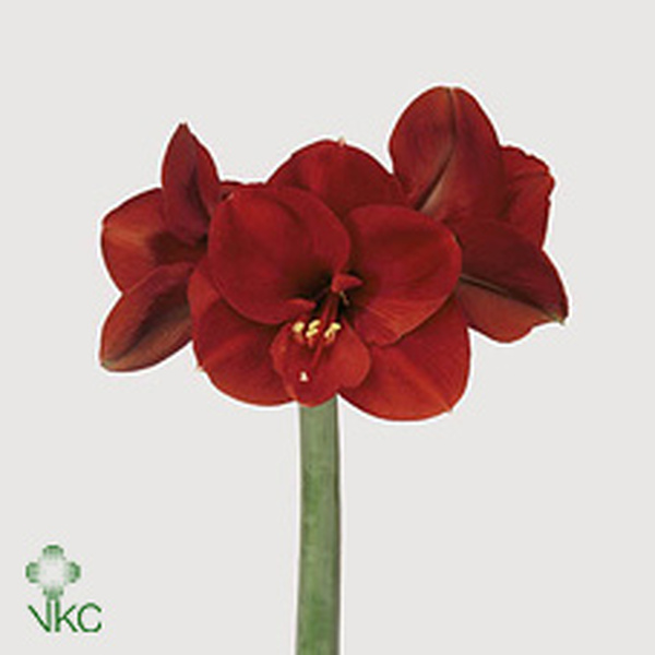 AMARYLLIS FERRARI X 10