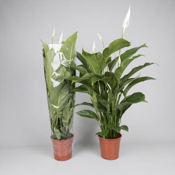 PLANTA SPATHYFILIUM Ø 17CM