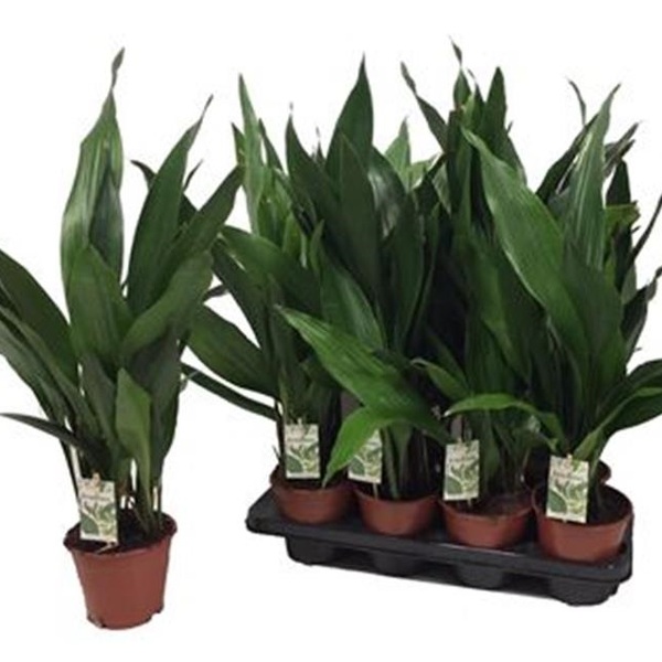 PLANTA ASPIDISTRIA T14CM 50CM