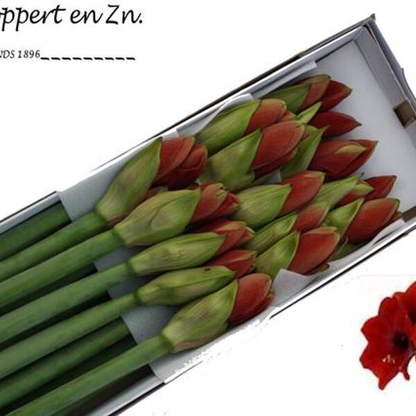 AMARYLLIS ROJO FERRARI (X15)