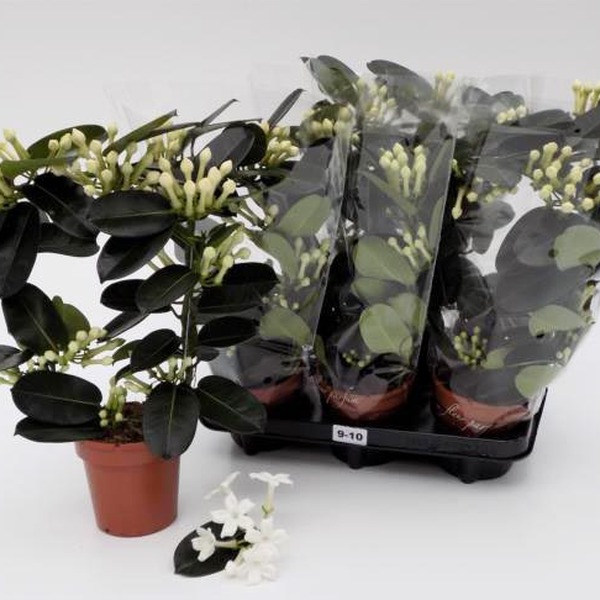 PLANTA STEPHANOTIS Ø12 40/45CM