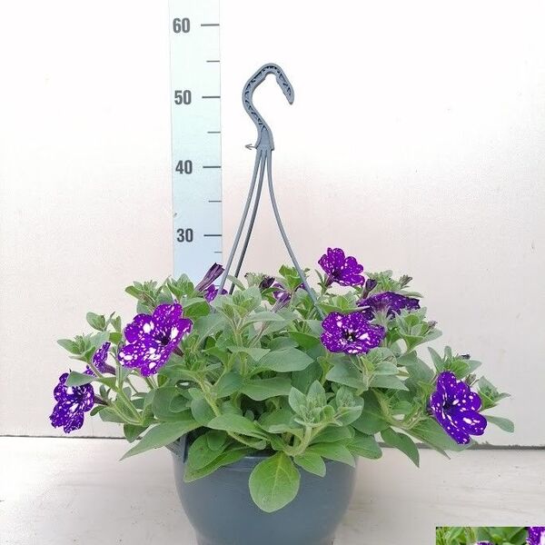 PLANTA SURFINIA PENJADOR T22CM