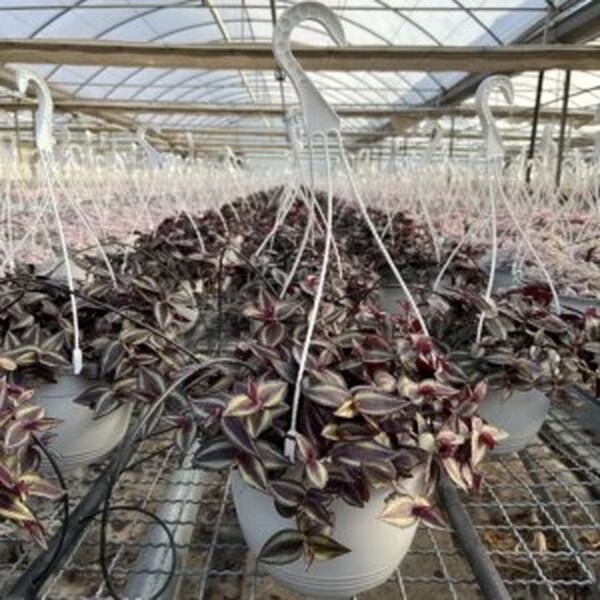 PLANTA TRADESCANTIA ZEBRINA
