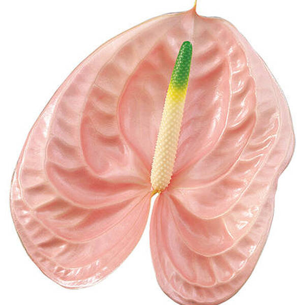 ANTHURIUM ROSA CHEERS X 12