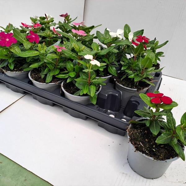 PLANTA VINCA X10