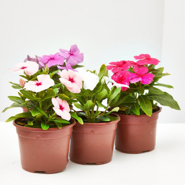 PLANTA VINCA X15