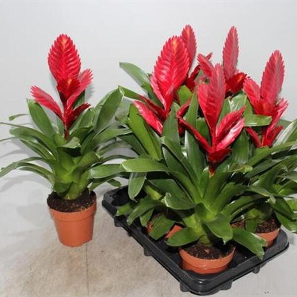 PLANTA VRIESIA VERMELLA