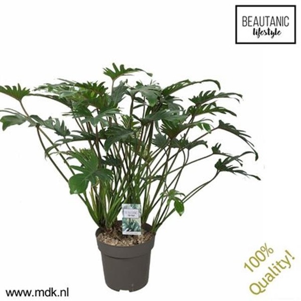 PLANTA XANADU PHILODENDRRO  Ø 20CM 45CM 