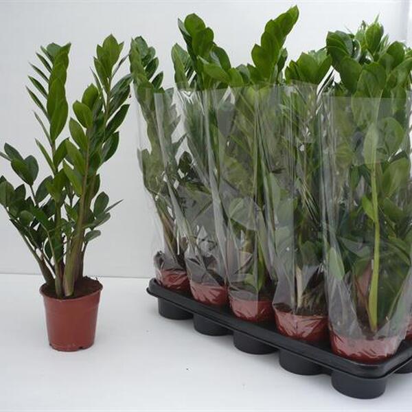 PLANTA ZAMIOCULCA Ø12CM