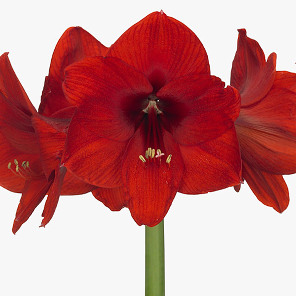 AMARYLLIS RED LION ( X 15 VERMELL )