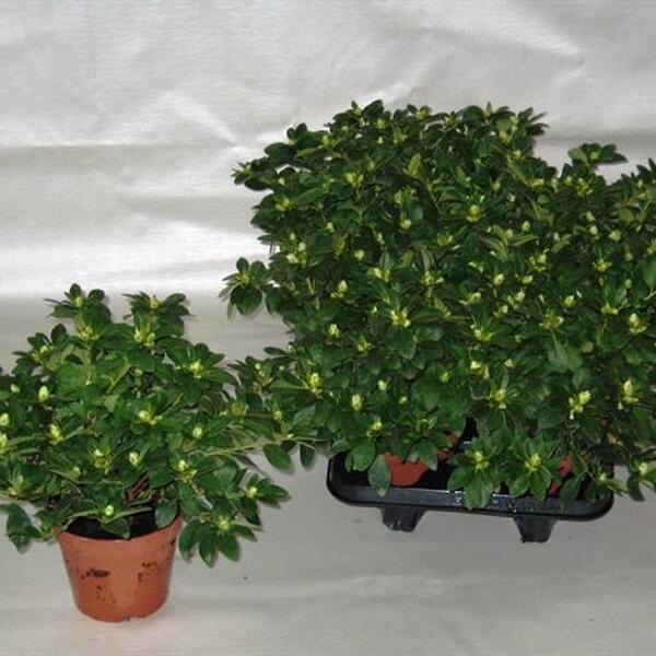 PLANTA AZALEA T14CM X6 BLANC
