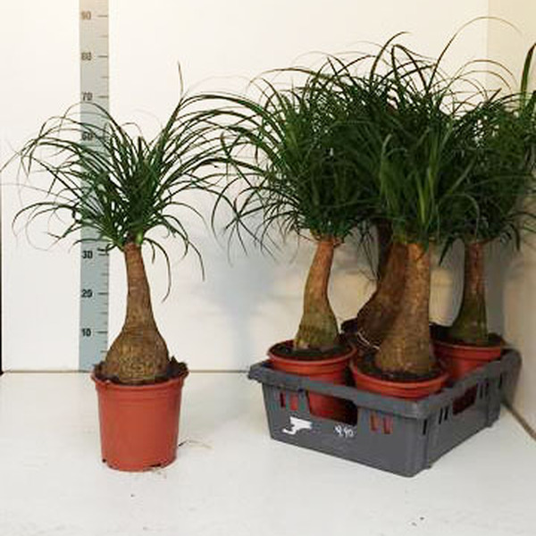 PL. BEAUCARNEA RECURVATA T19CM 70CM