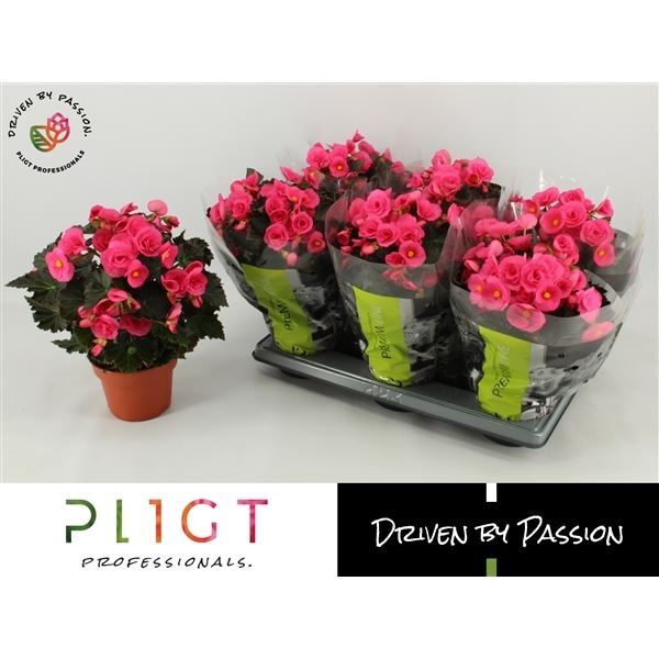 PLANTA BEGONIA HELIATOR ROSA