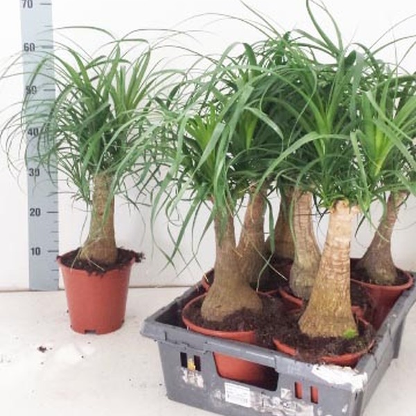 PL. BEUCARNEA RECURVATA