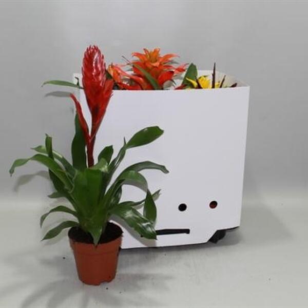 PLANTA BROMELIA MIX T12CM 40CM