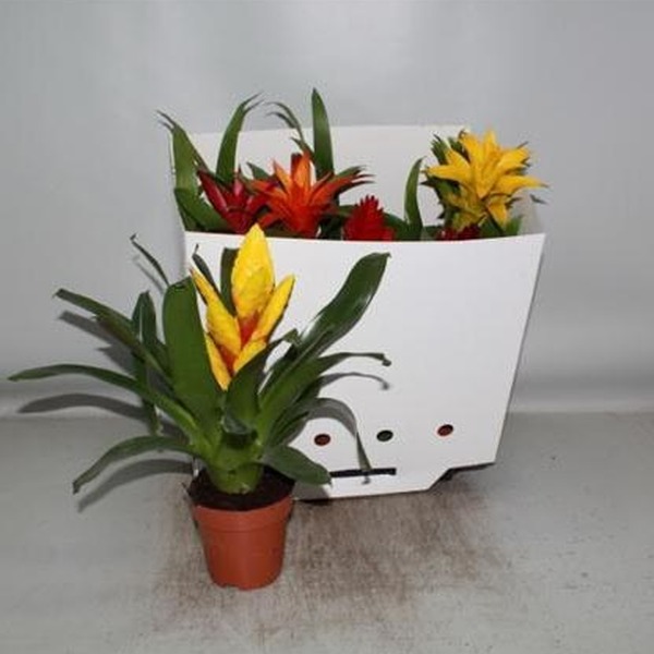 PLANTA BROMELIA MIX T12CM 45CM