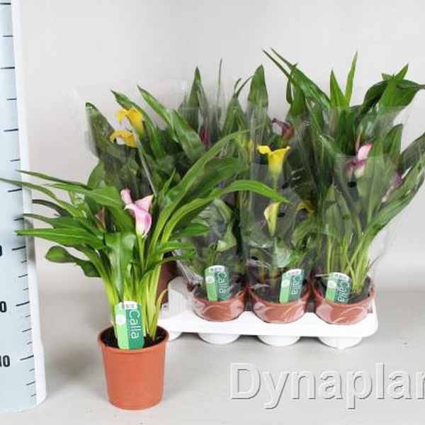 PLANTA CALA MIX T13 CM 
