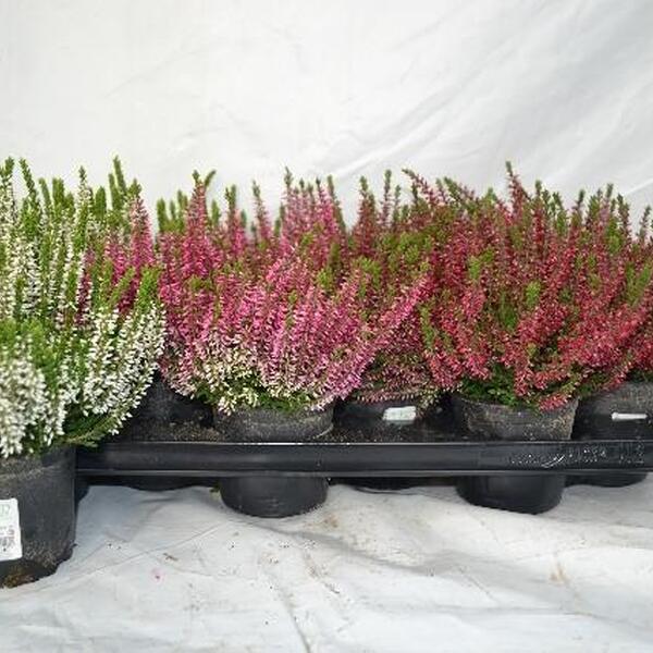 PLANTA CALLUNA T11CM MIX X12