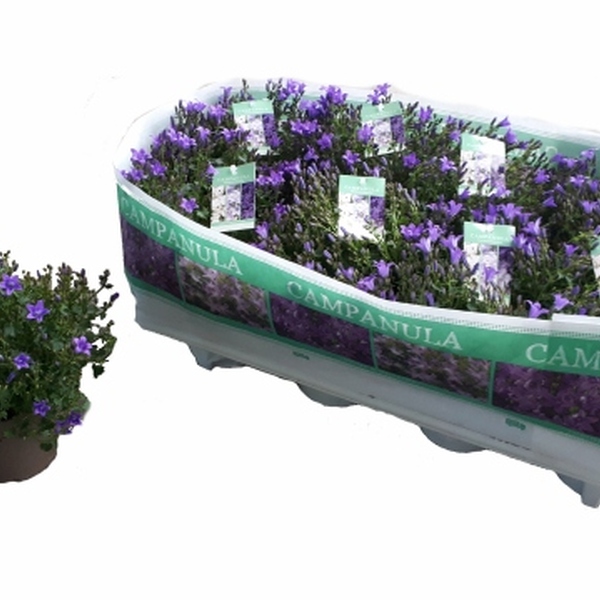 PLANTA CAMPANULA T12CM X8