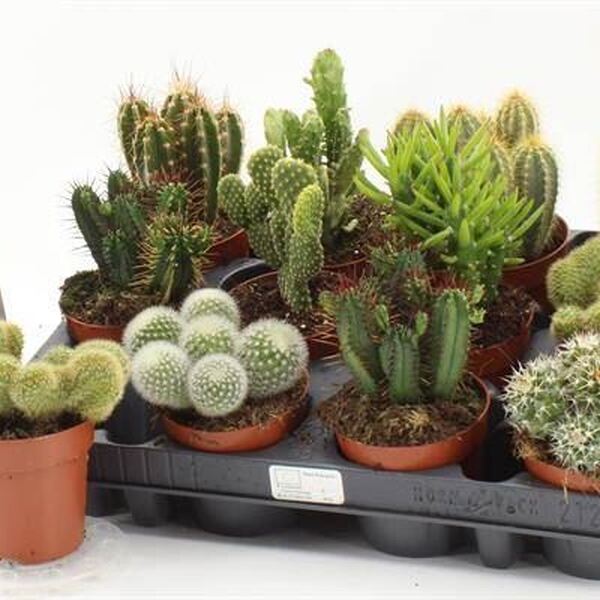 PL. CAPTUS MIX T8,5CM