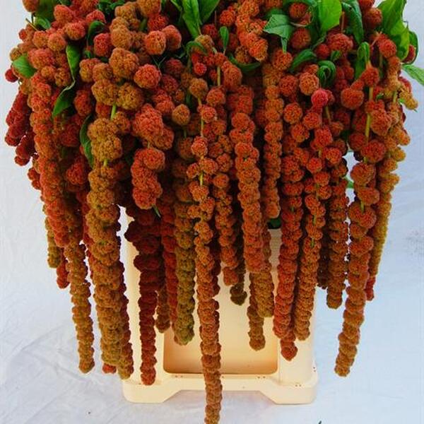 AMARANTHUS CORAL FOUNTAIN 75CM