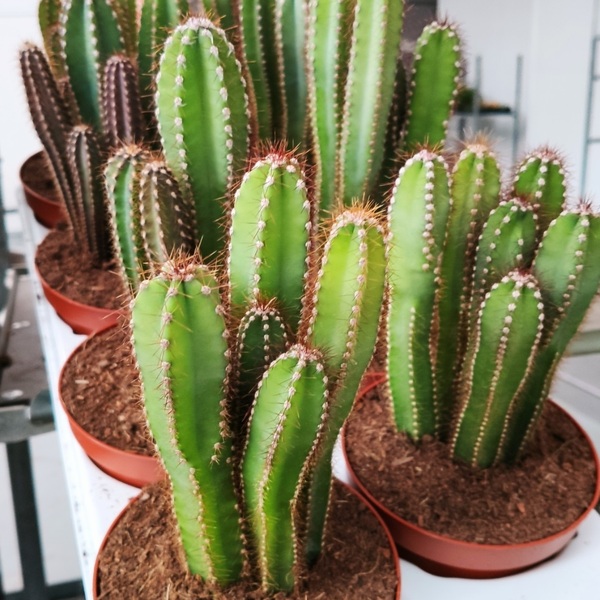 CEREUS PERUVIANUS T13CM 21CM captus ordena