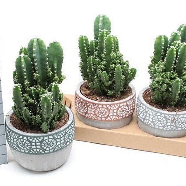 CEREUS PERUVIANUS CERAMIC 14/21 *CACTUS ORDINADOR*