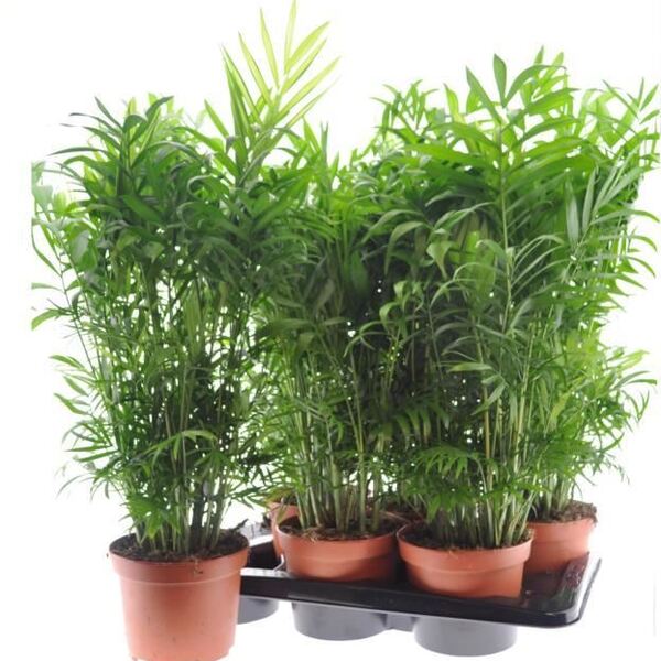 PL. CHAMADOREA ELEGANS T17CM 70CM