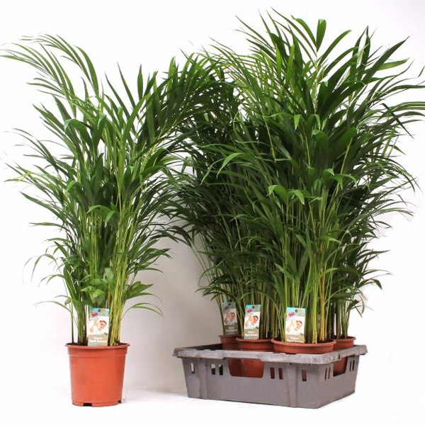 PLANTA CHAMADOREA ELEGANS 90CM T17CM