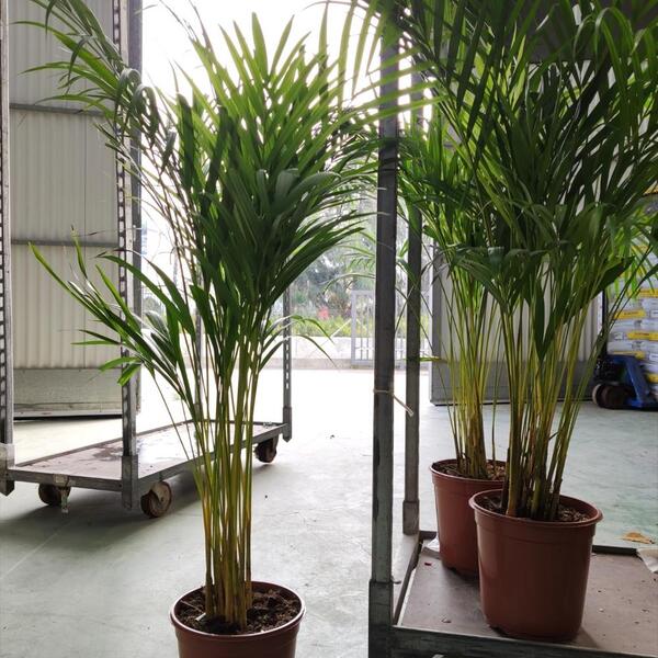 PLANTA CHAMADOREA ELEGANS T22CM 110CM