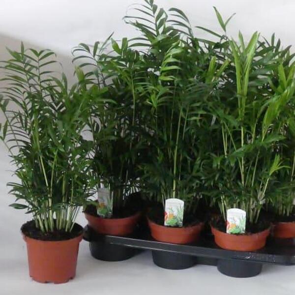 PL. CHAMADOREA ELEGANS T15CM 50CM 