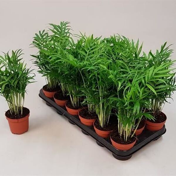 PL. CHAMADOREA ELEGANS T9CM 34CM 