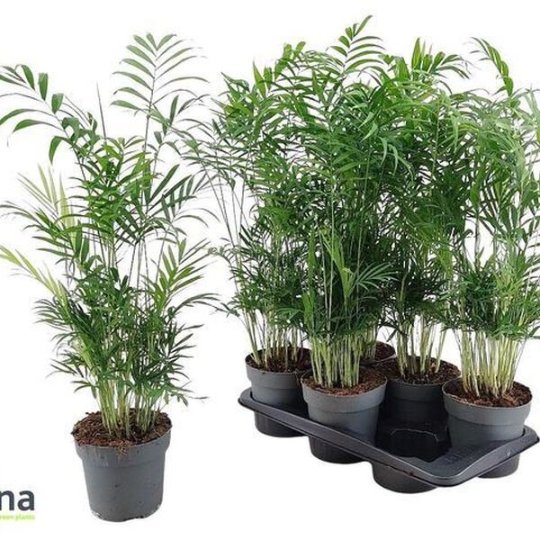 PLANTA CHAMADOREA ELEGANS 70CM / Ø17CM