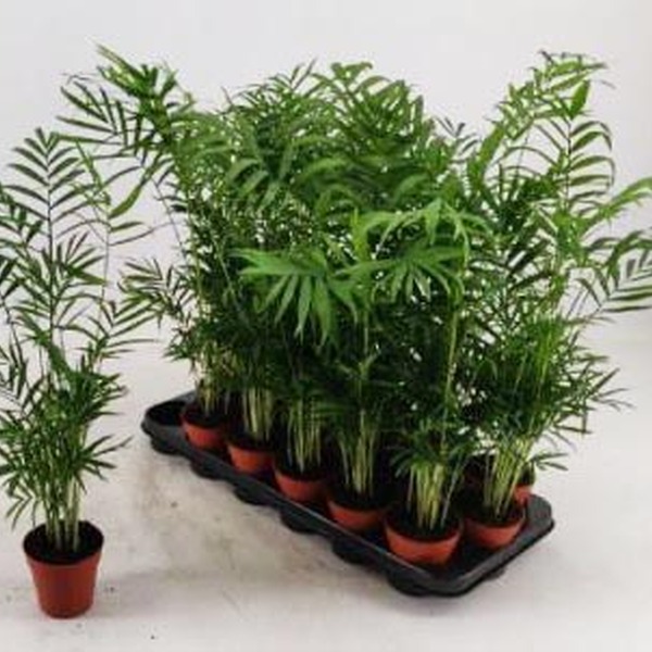 PL. CHAMADOREA ELEGANS T9CM 60CM 