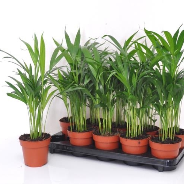 PL. CHAMADOREA ELEGANS T9CM 27CM 