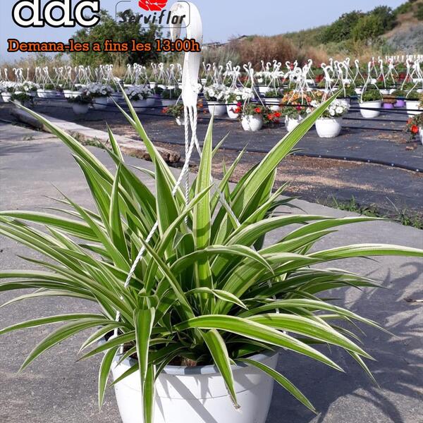 PLANTA CLOROPHYTUM