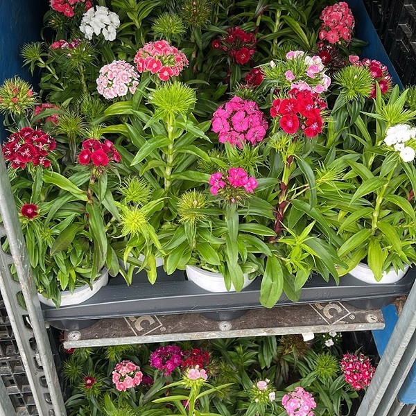 PLANTA CLAVELL POETA MIX X 15