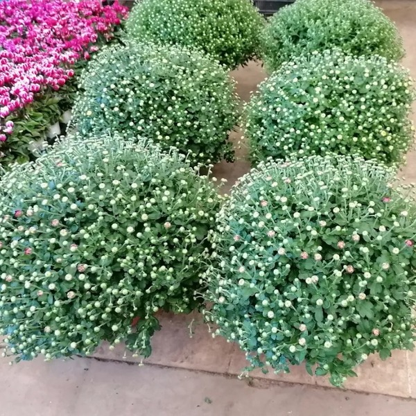 PL. CRISANTEM BOLA 60-70CM