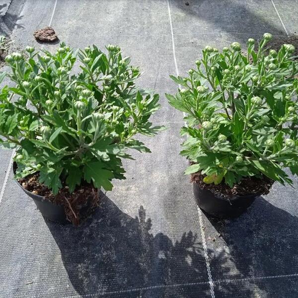 PLANTA CRISANTEM T11CM