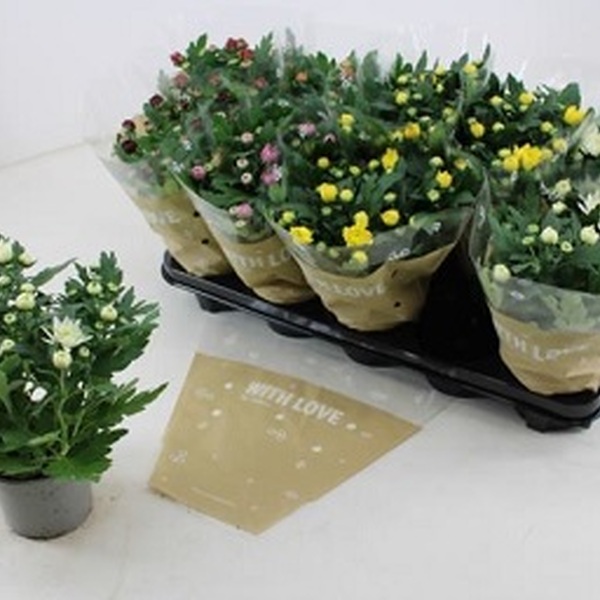PLANTA CRISANTEM T13CM X10