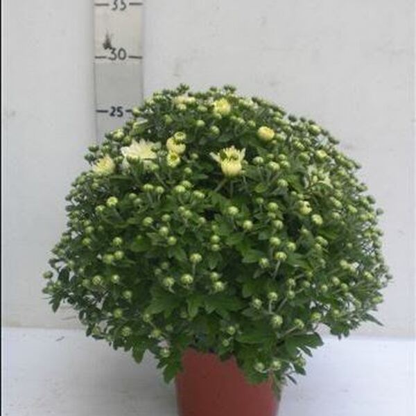 PLANTA CRISANTEM T14CM