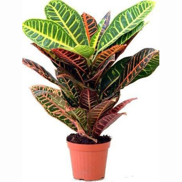 PLANTA CROTON EXCELENT T17CM